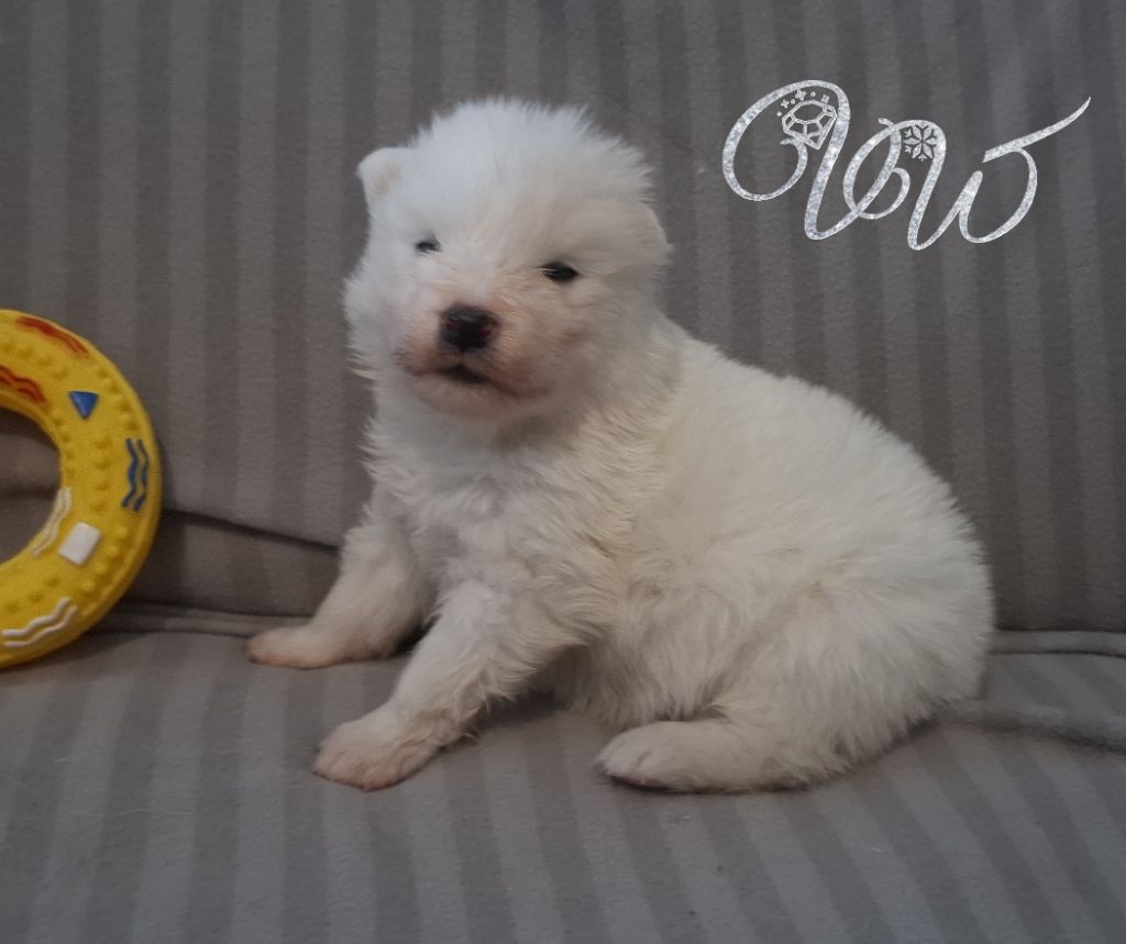 Von Weiss Juwelen - Chiots disponibles - Samoyède