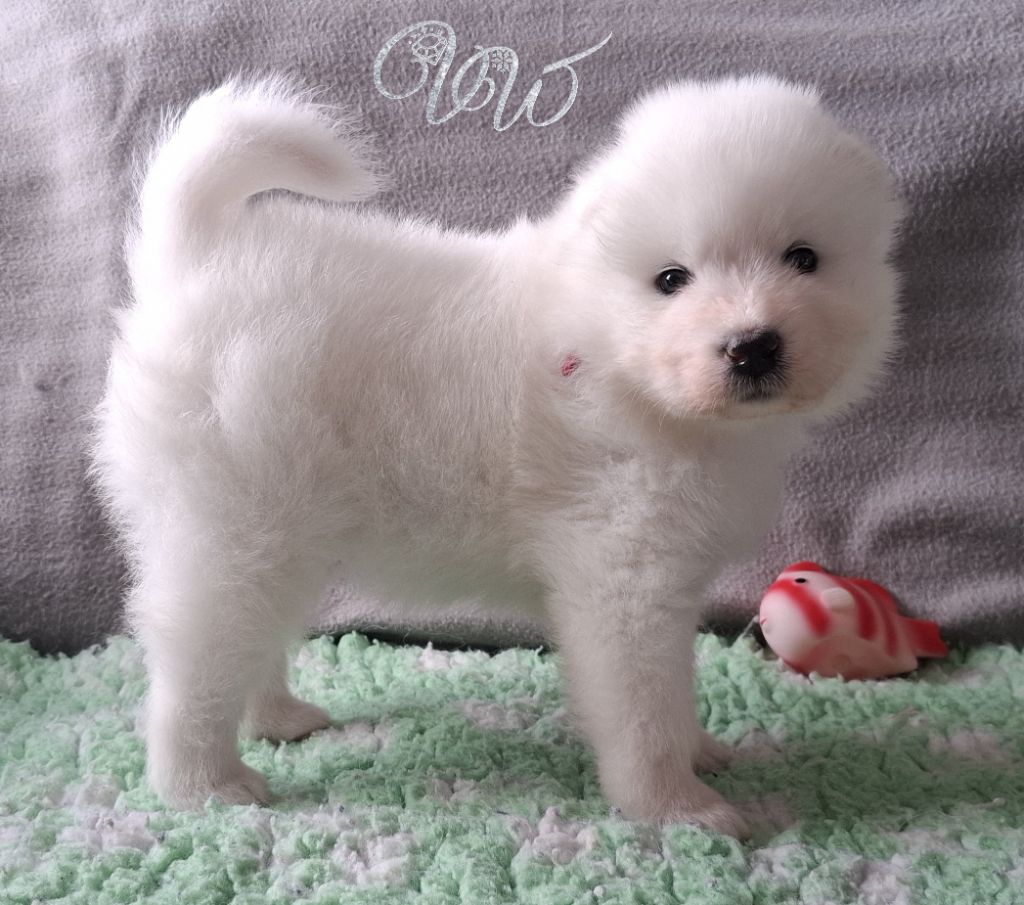Von Weiss Juwelen - Chiots disponibles - Samoyède
