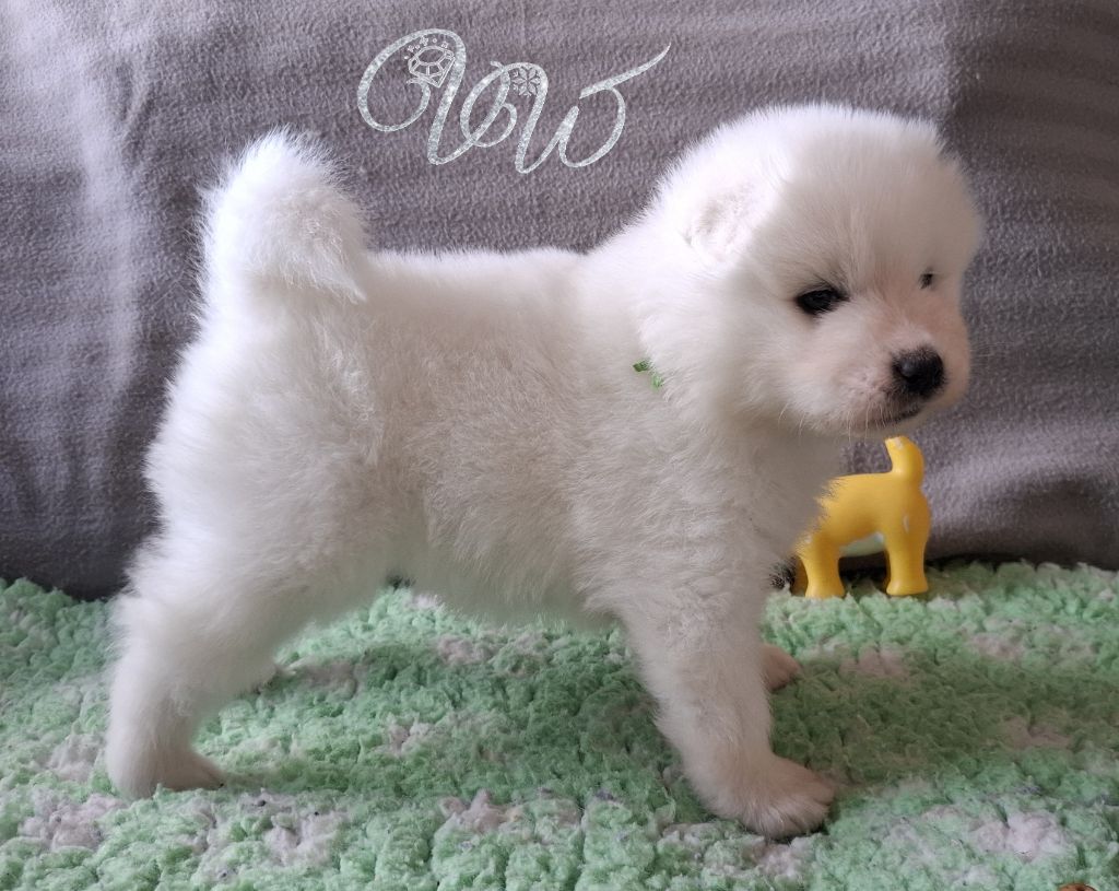 Von Weiss Juwelen - Chiots disponibles - Samoyède