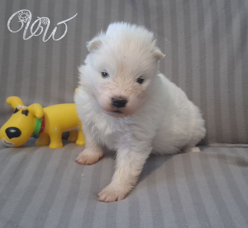 Von Weiss Juwelen - Chiots disponibles - Samoyède