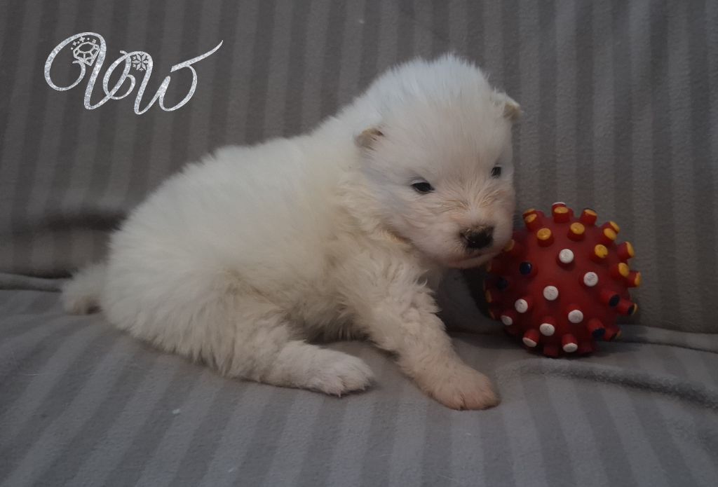 Von Weiss Juwelen - Chiots disponibles - Samoyède